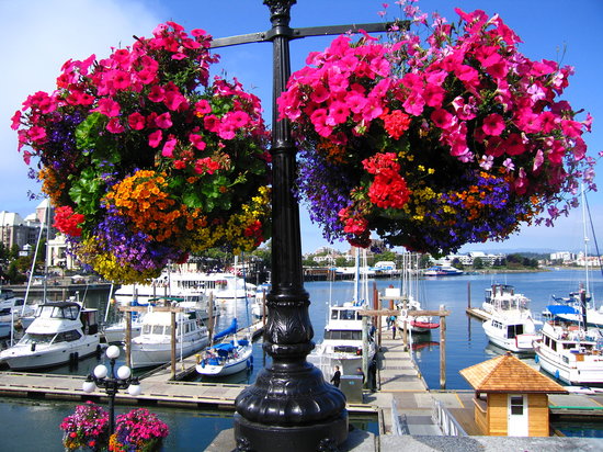 victoria-in-bloom